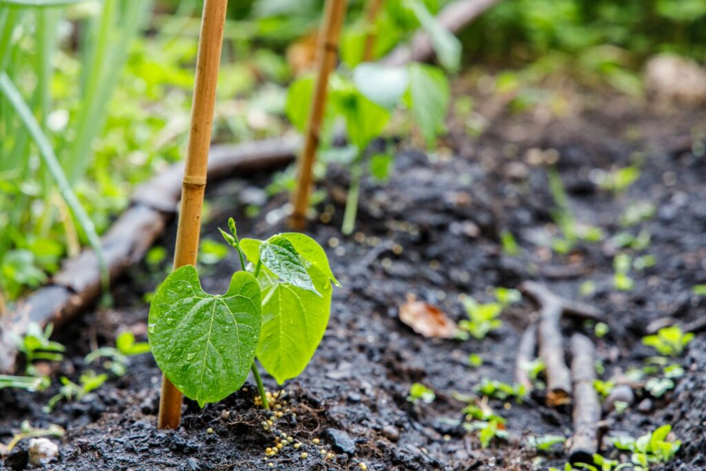 10+ Best Companion Plants For Beans: What To Plant With Beans 