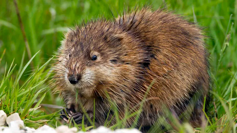 How To Get Rid Of Muskrats In Your Yard?