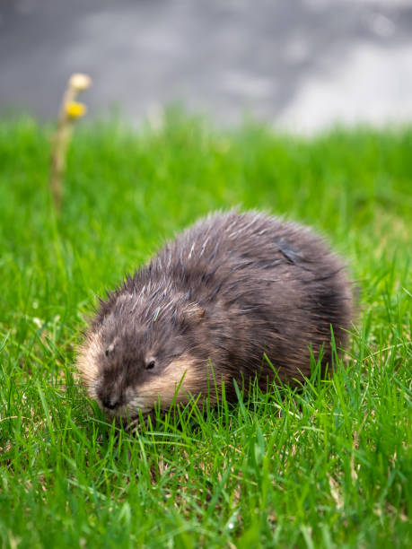 How To Get Rid Of Muskrats In Your Yard?