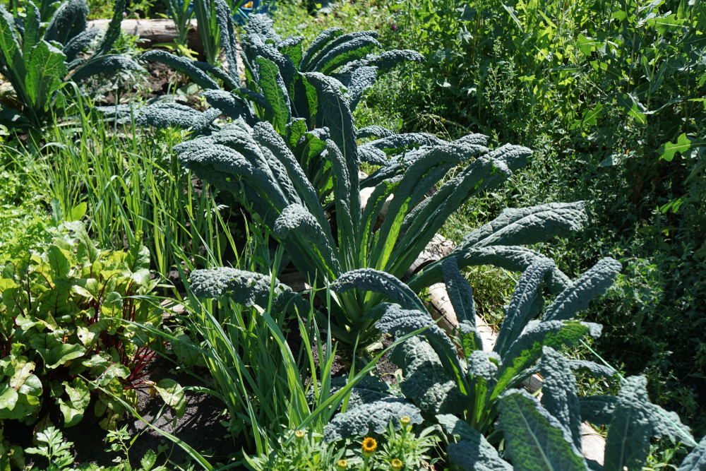 5+ Bad Companion Plants for Asparagus| Few Good Asparagus Companion Plants