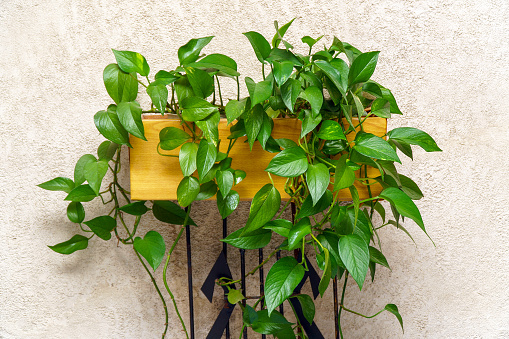 Global Green Pothos: How To Grow And Care For Them in 2024 