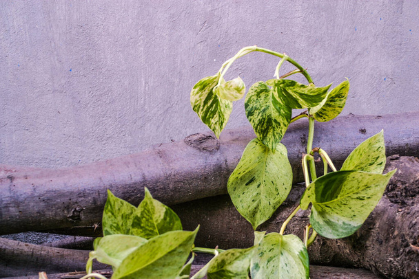 Pothos Sunburn: 5+ Causes and Steps to Save Your Sunburnt Plant
