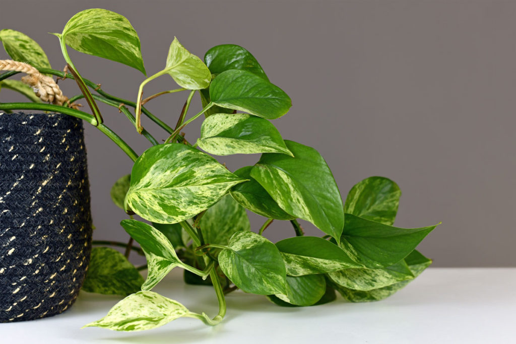 Skeleton Key Pothos: The Ultimate Guide to Follow 
