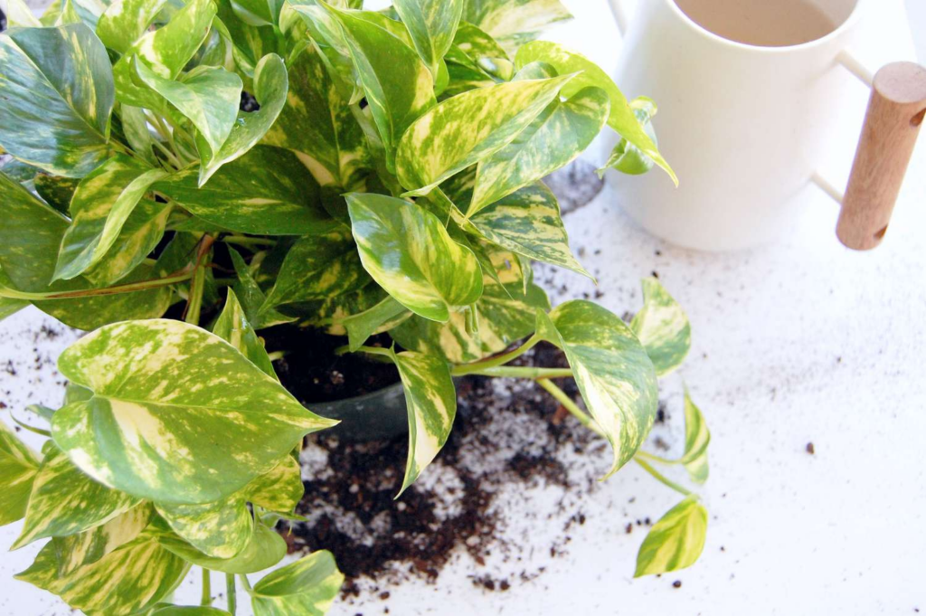 How to Grow and Care Harlequin Pothos: Full Guide