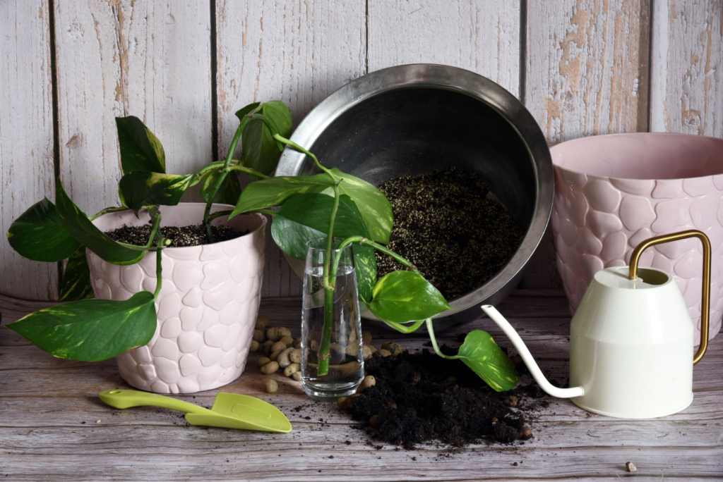 How to Grow and Care Harlequin Pothos: Full Guide