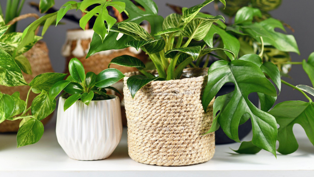 How To Grow Pothos Plants On a Moss Pole: Step-By-Step Guide  