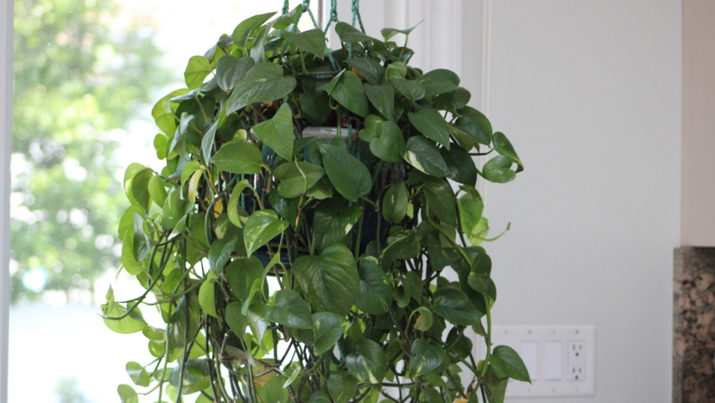 Hanging Pothos Plant: Ways to Display This Unforgettable Plant 