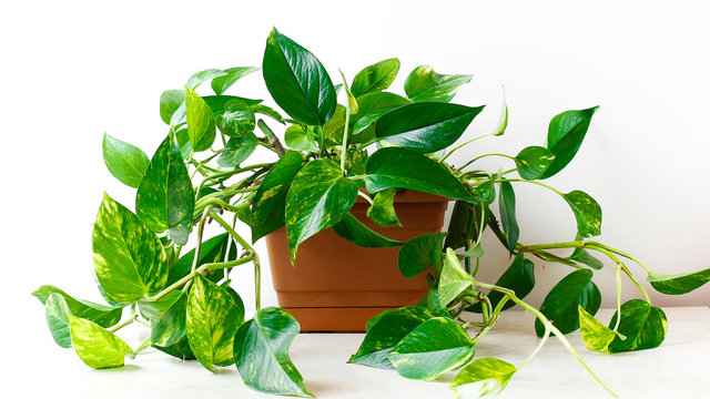 Hanging Pothos Plant: Ways to Display This Unforgettable Plant 