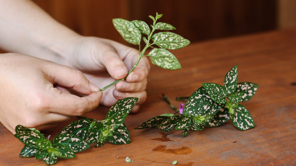 How to Propagate Polka Dot plant- Everything About It