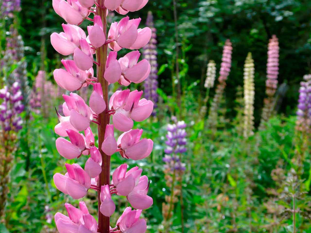 Lupine Growing Guide: When Do Lupines Bloom