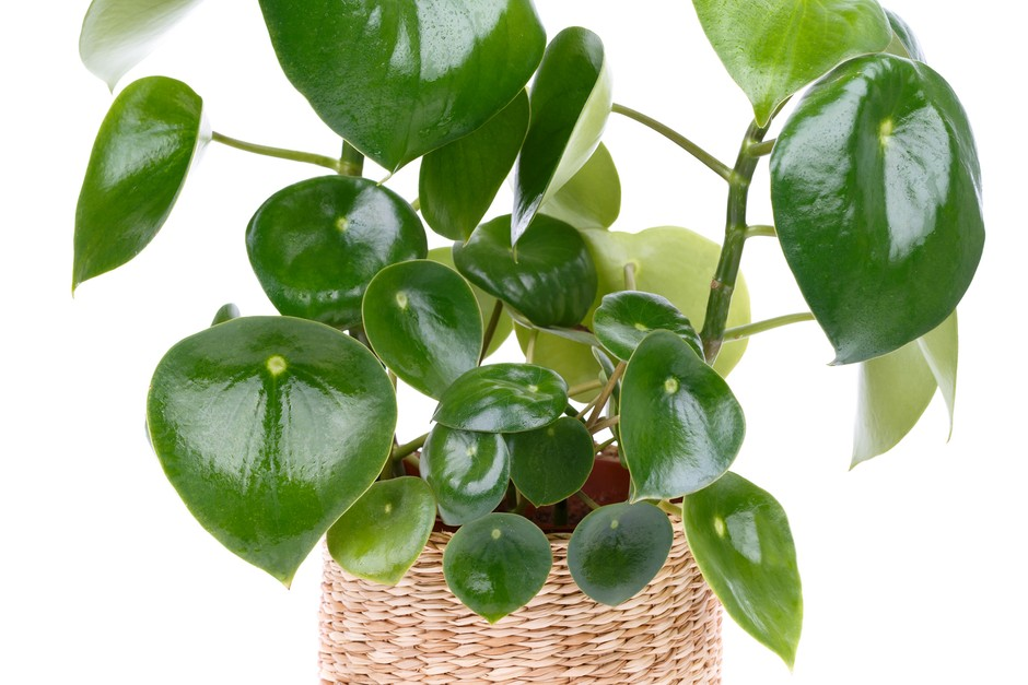 How to grow and care peperomia plant - everything about them