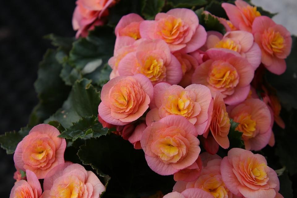Reasons behind Rieger Begonia Flowers Turning Brown and How to Prevent Them