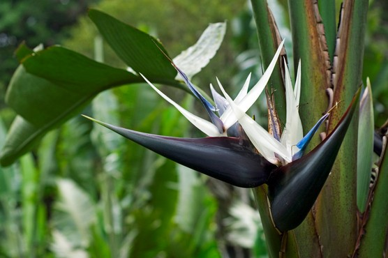 How to Propagate Bird of Paradise: A Step-By-Step Guide