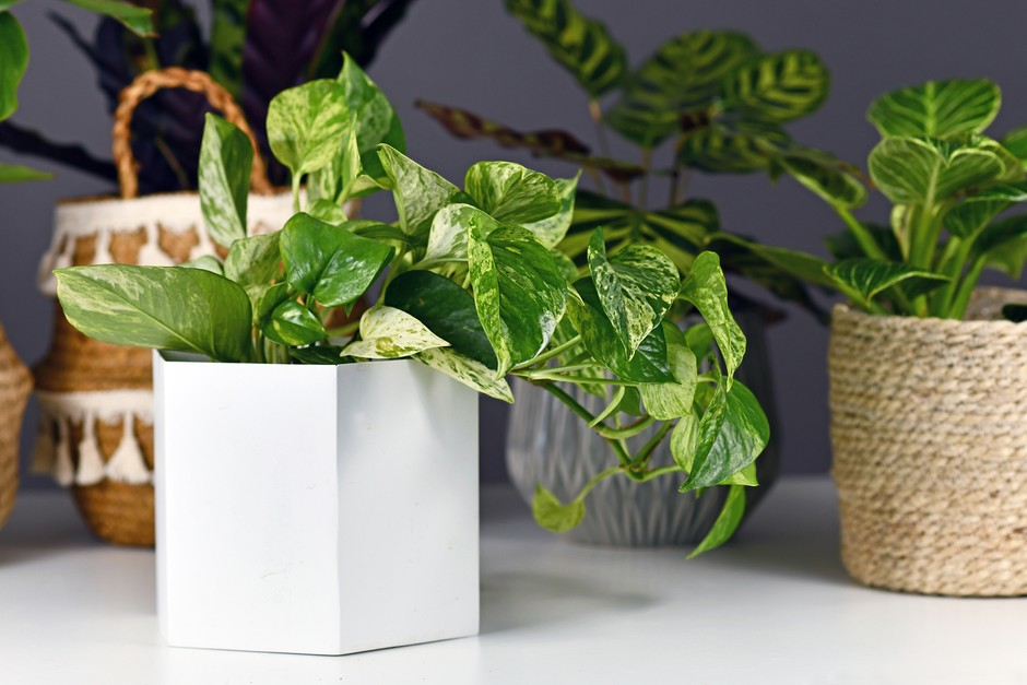 How to grow Devil's Ivy Pothos (Epipremnum) - Guide and Care