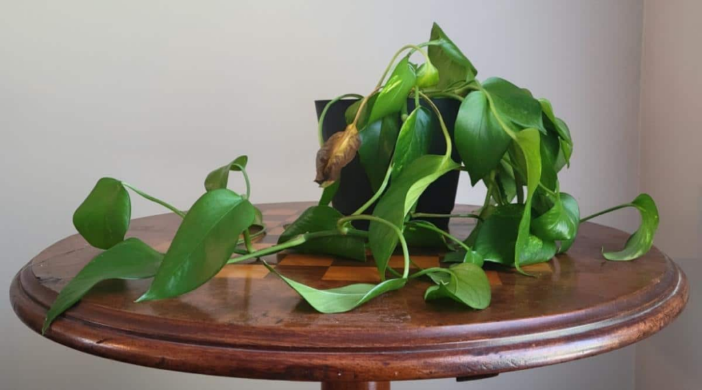 Why are My Pothos Leaves Drooping and How to Fix Them