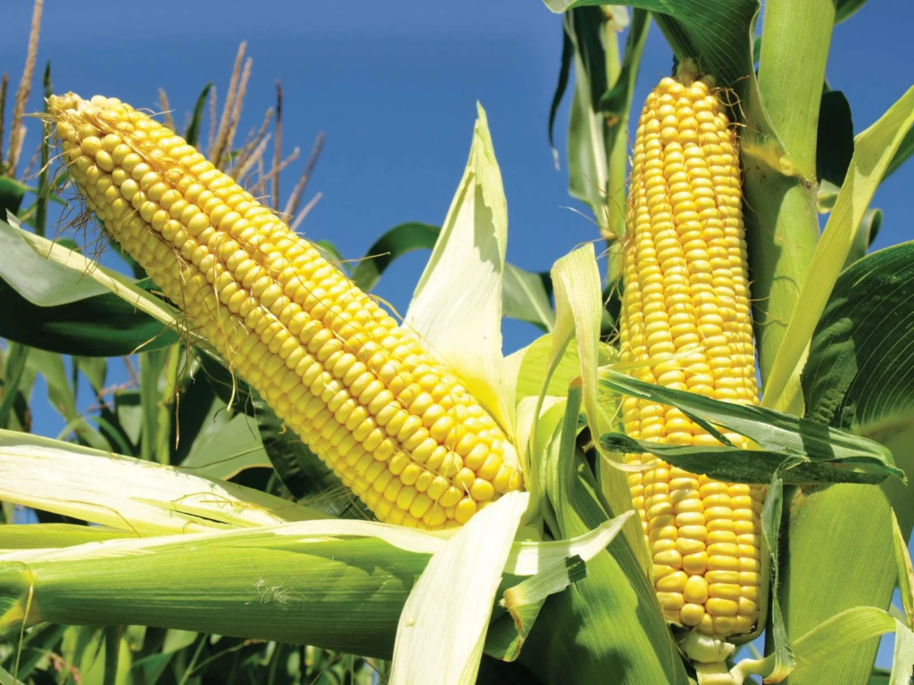Is corn man-made- Everything you need to know
