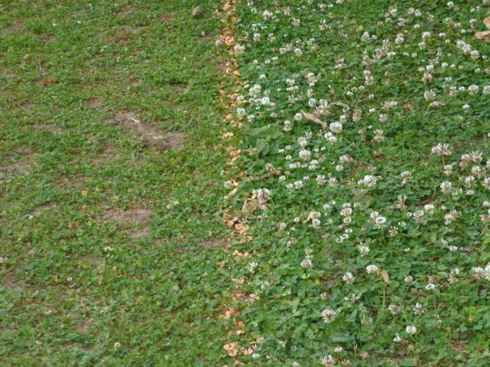 How to Grow and Care Clover Lawns- Know Everything