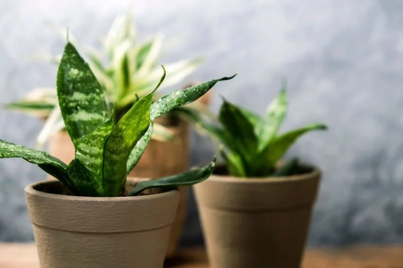 How to Trim a Snake Plant: Step-By-Step Guide 