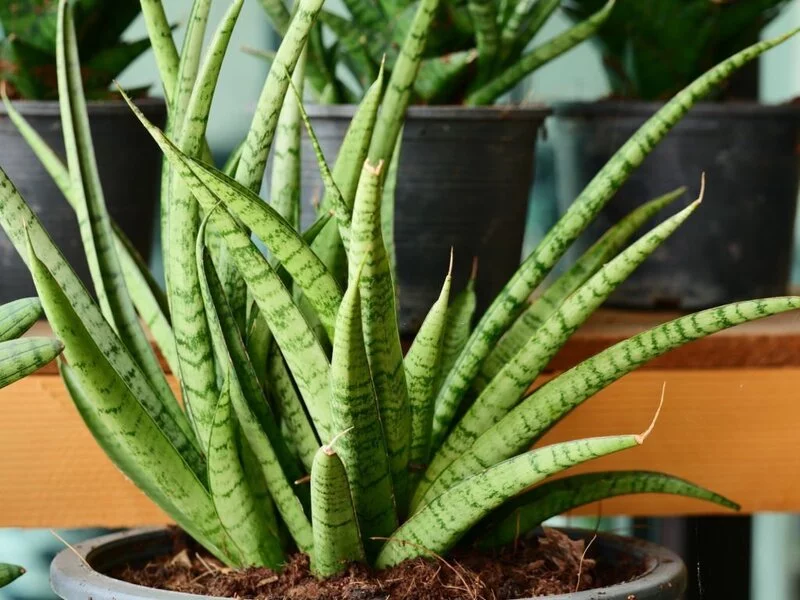 How to Trim a Snake Plant: Step-By-Step Guide 