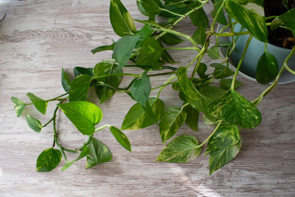 Why Holes in Pothos Leaves? Causes And Preventions To Follow 