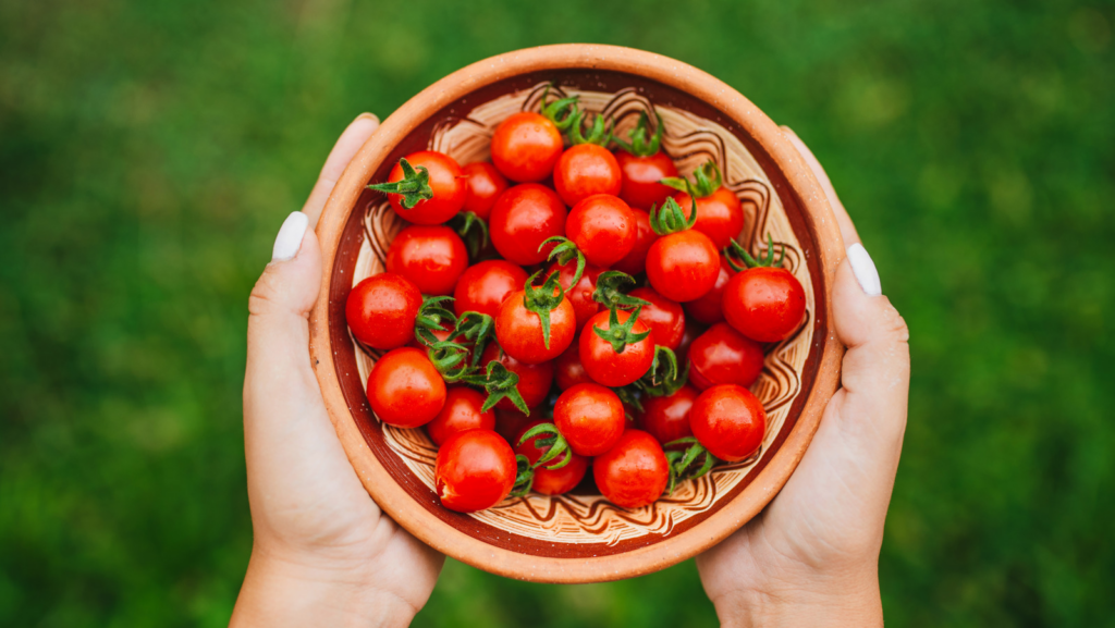Best Cherry Tomatoes to grow in your backyard