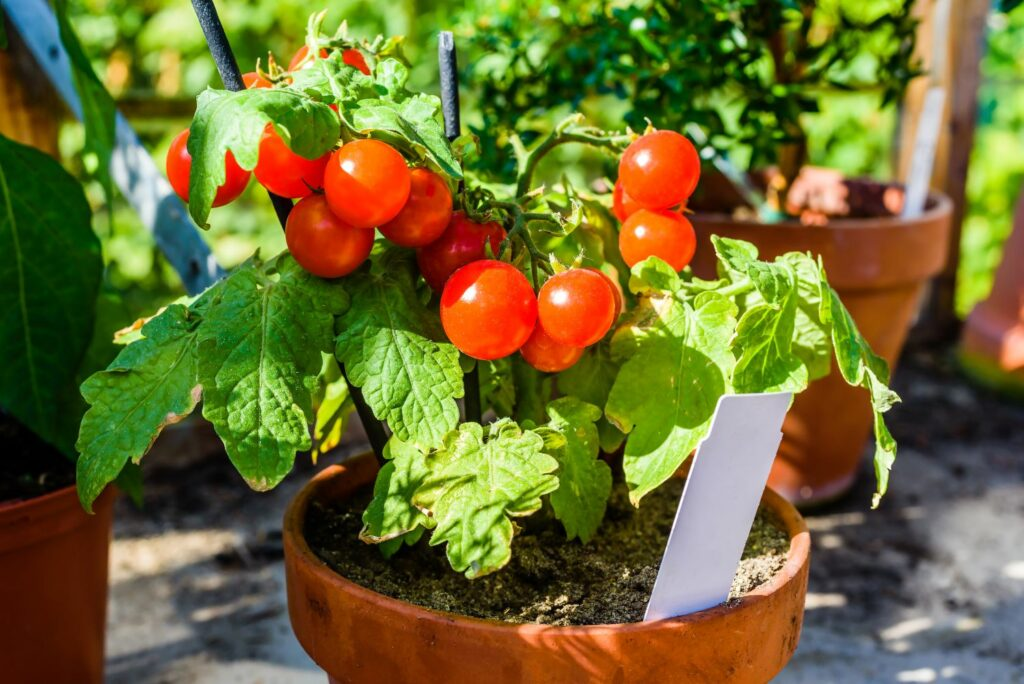Best Cherry Tomatoes to grow in your backyard
