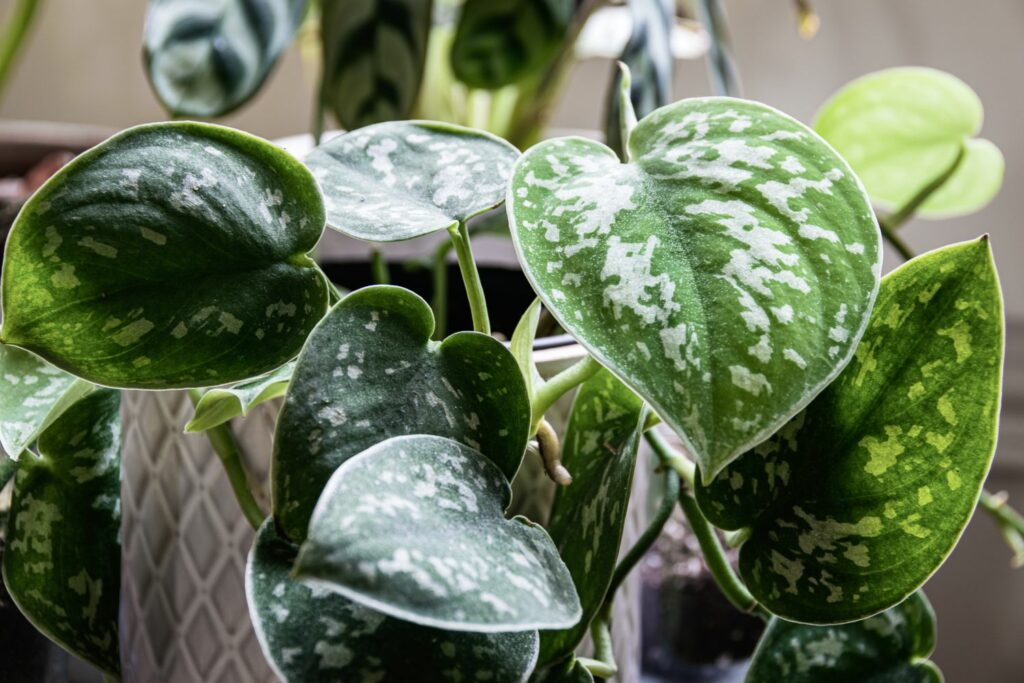 Pothos Aerial Roots: What They Are And How To Manage Them 