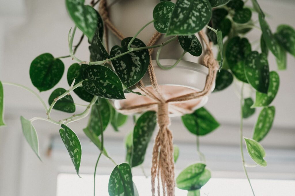 Pothos Aerial Roots: What They Are And How To Manage Them 