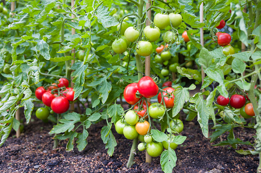 Highest-Yielding Tomato Varieties to Grow in Your Home Garden