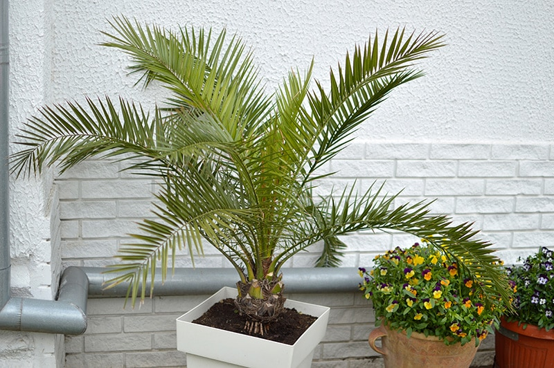 How to Grow Cat Palm in your Garden- Full Guide and Care About Them