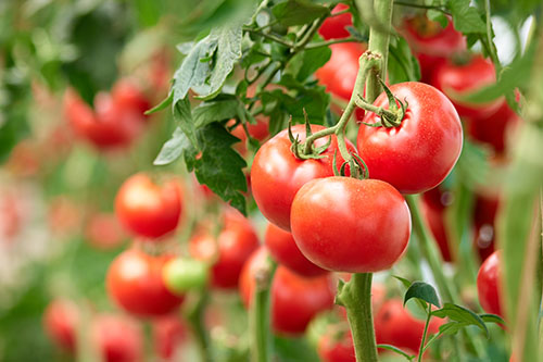 Highest Yielding Tomato Varieties to Grow in Your Home Garden