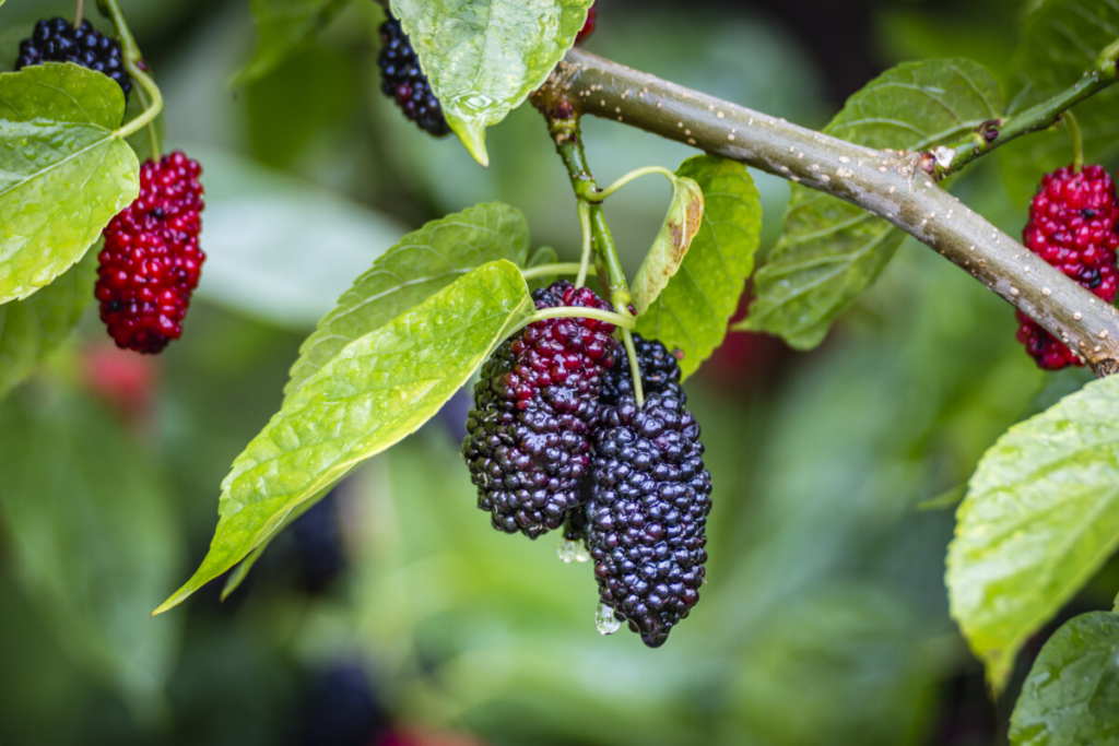 How Fast Do Mulberry Trees Grow? Other Factors to Keep in Mind