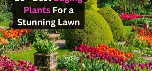 Best Edging Plants For a Stunning Lawn