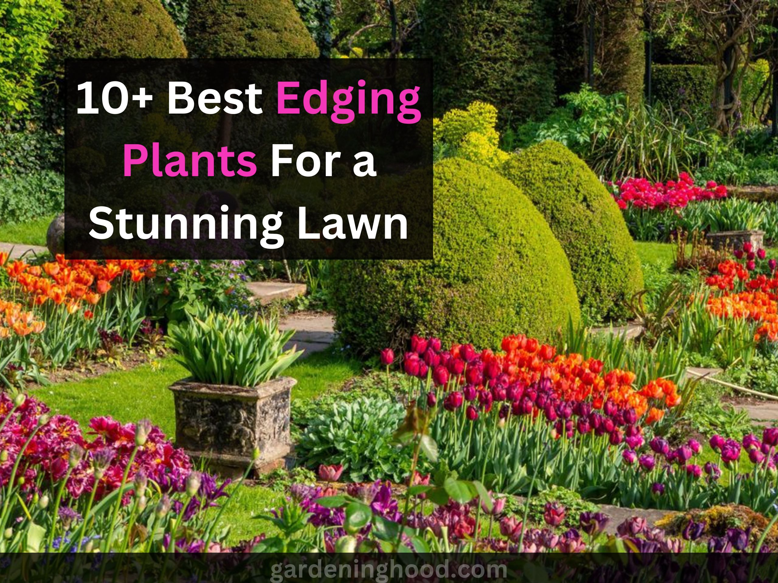 Best Edging Plants For a Stunning Lawn