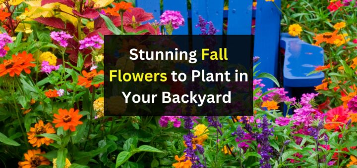 10+ Stunning Fall Flowers to Plant in Your Backyard 2024