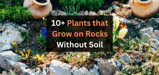 10 Plants that Grow on Rocks Without Soil in Your Backyard 