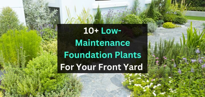 10+ Low-Maintenance Foundation Plants For Your Front Yard
