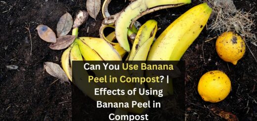 Can You Use Banana Peel in Compost?