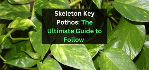 skeleton key pothos