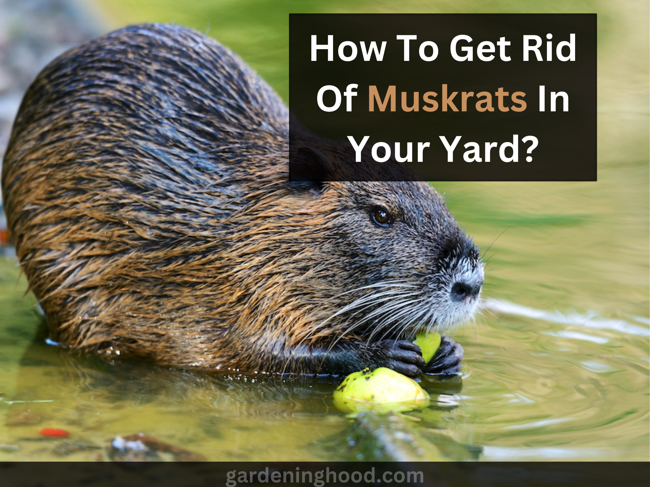 How To Get Rid Of Muskrats In Your garden