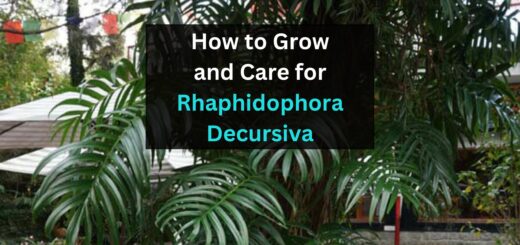how to grow and care for Rhaphidophora Decursiva