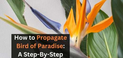 How to Propagate Bird of Paradise: A Step-By-Step Guide