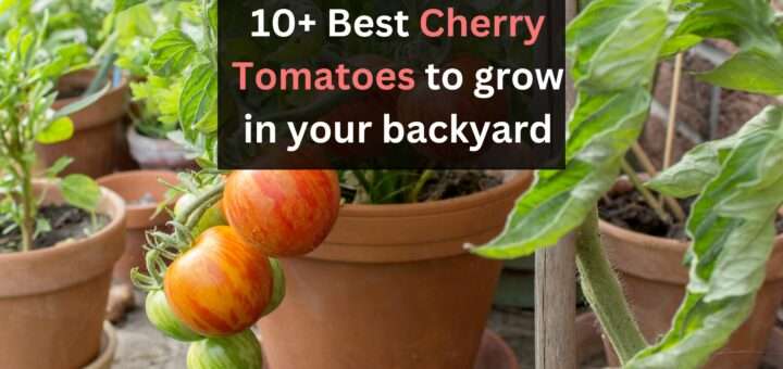 best cherry tomatoes to grow in your backyard