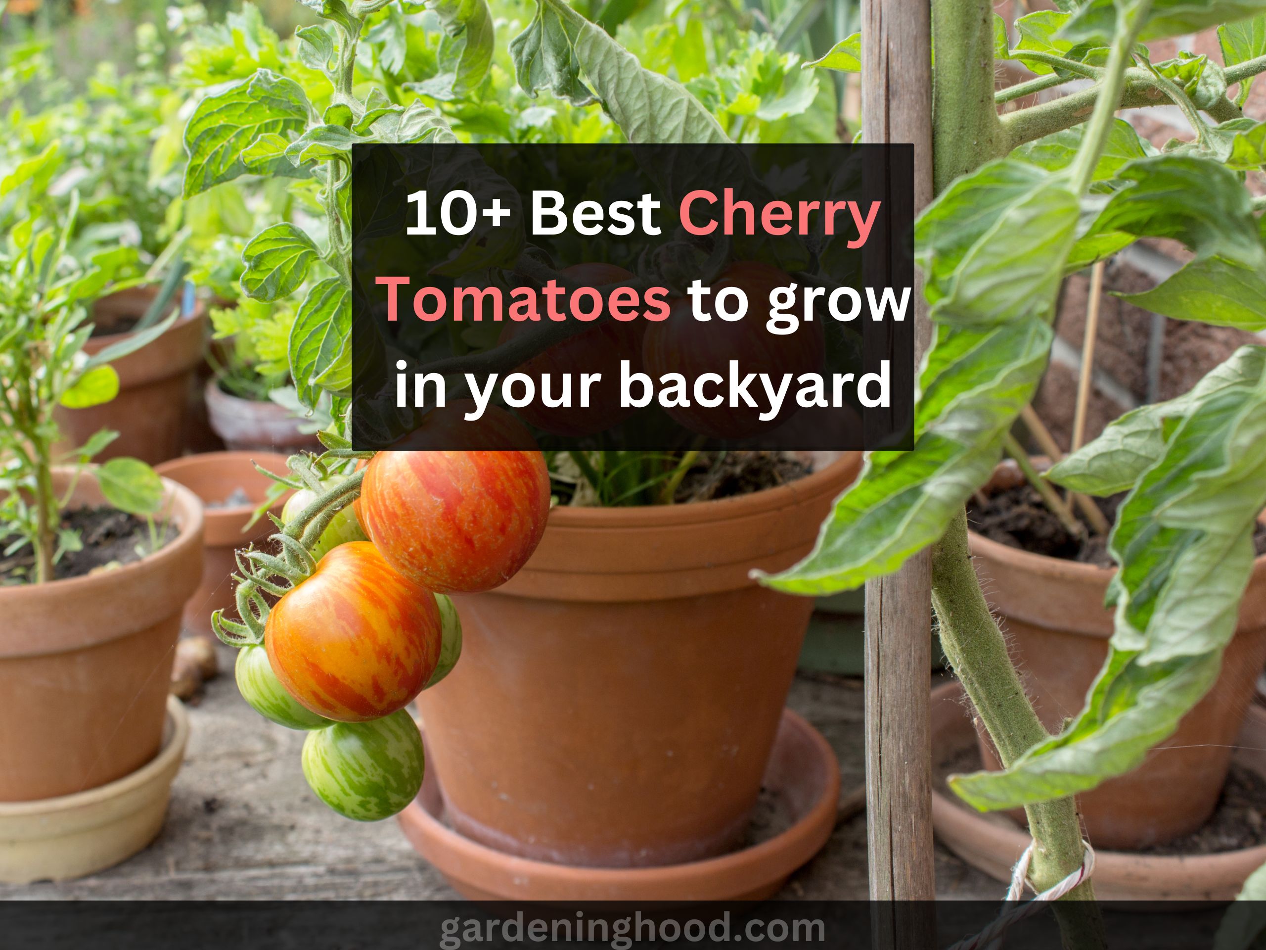 best cherry tomatoes to grow in your backyard
