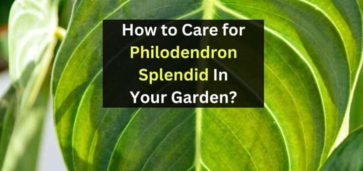 How to Care for Philodendron Splendid In Your Garden?