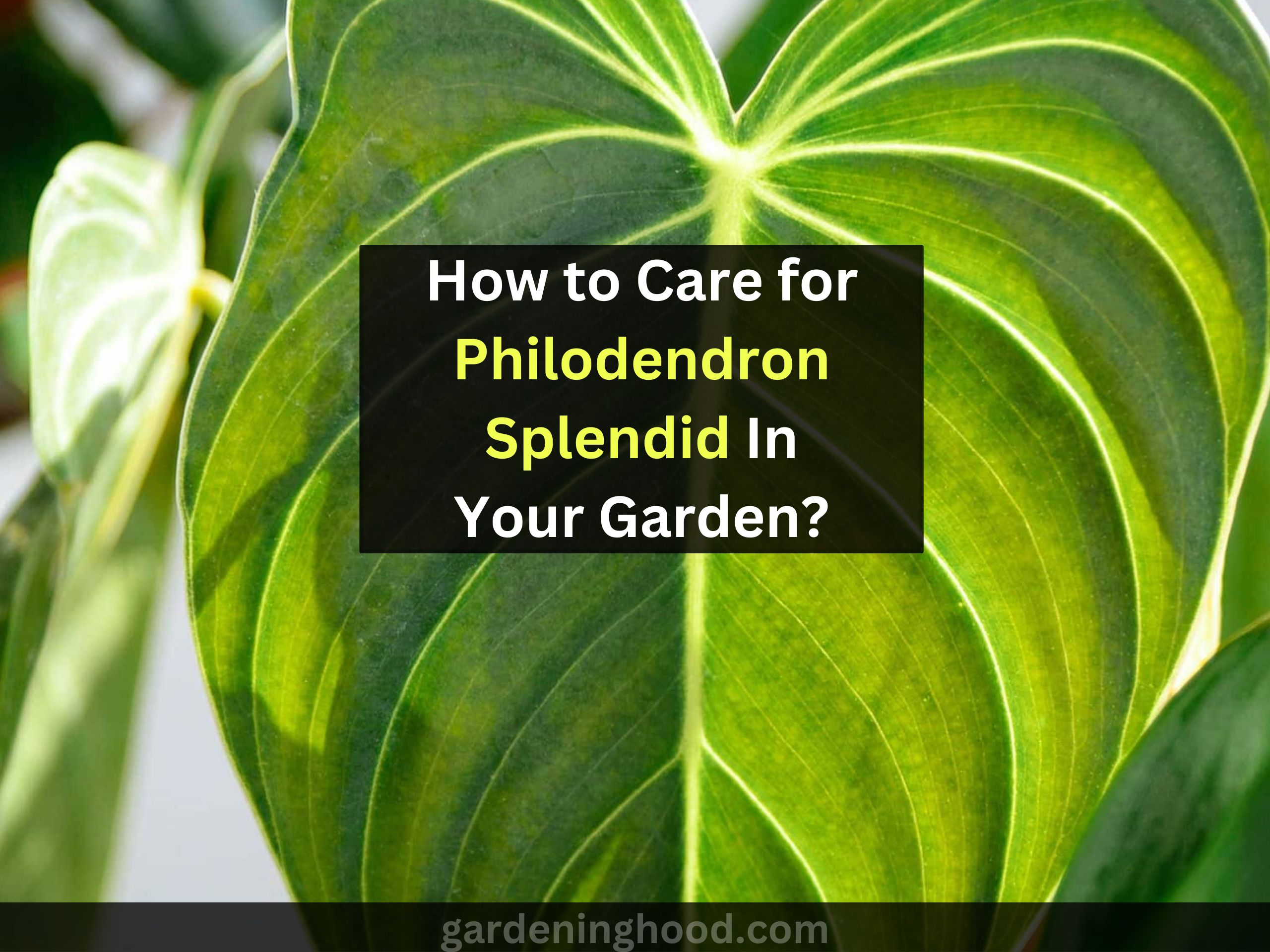 How to Care for Philodendron Splendid In Your Garden?