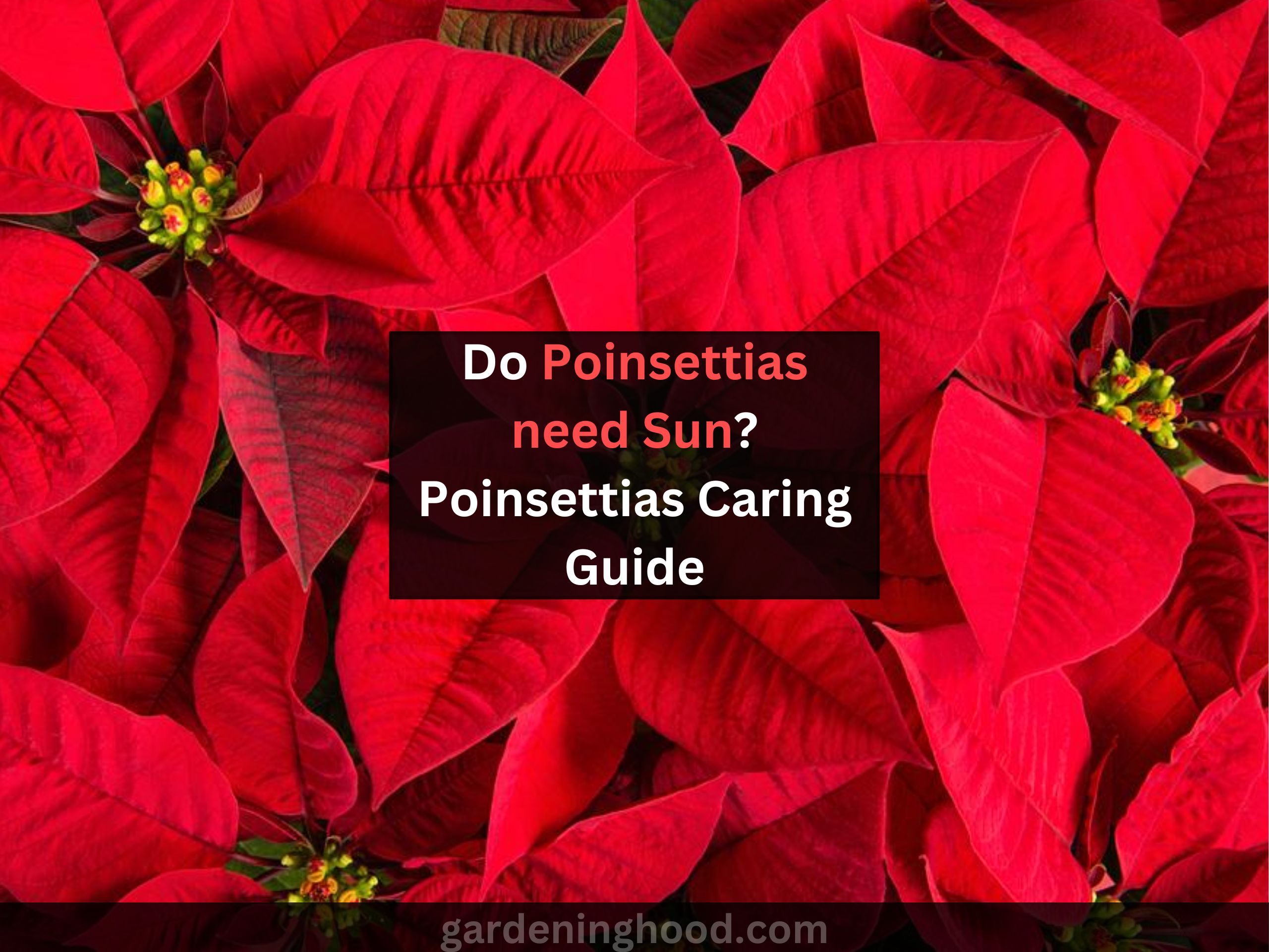Do Poinsettias need Sun? Poinsettias Caring Guide