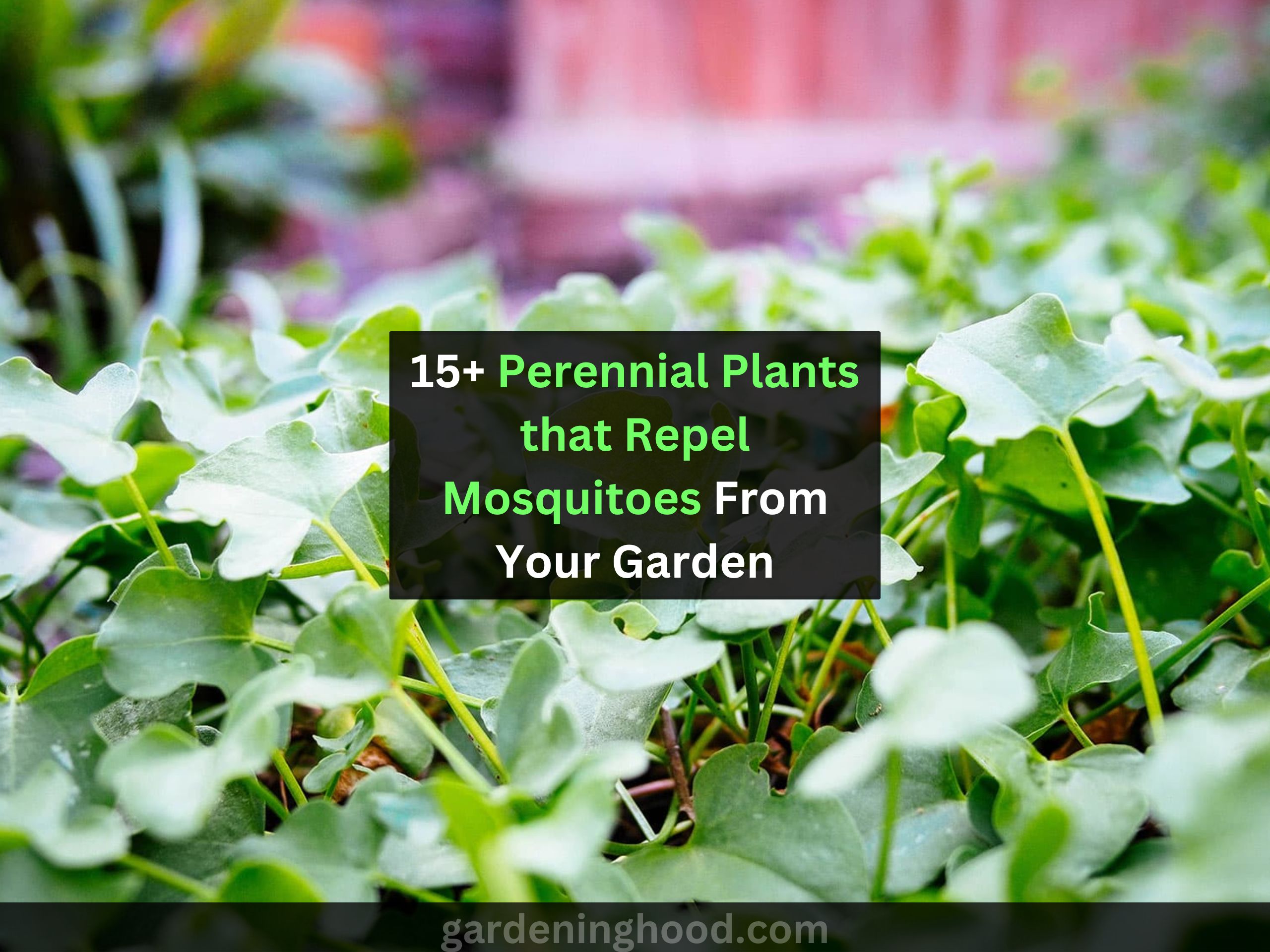Perennial Plants that Repel Mosquitoes From Your Garden