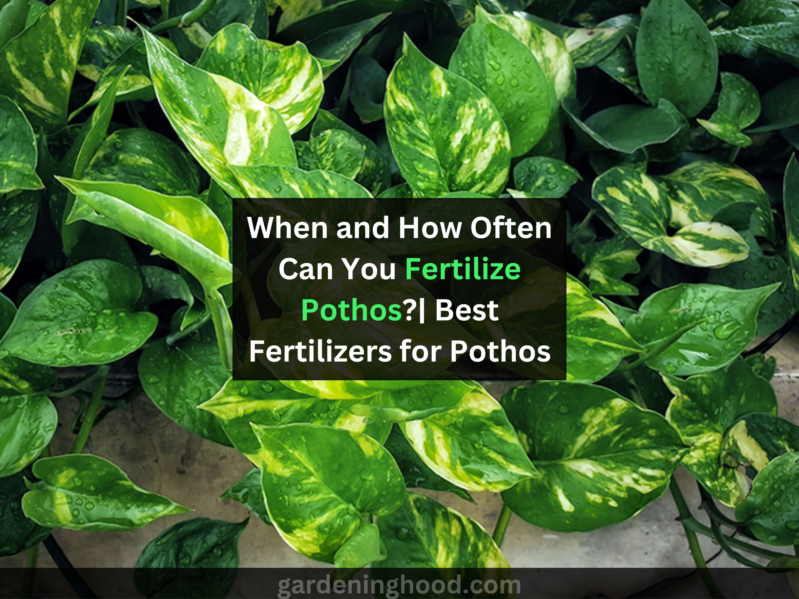 fertilize pothos