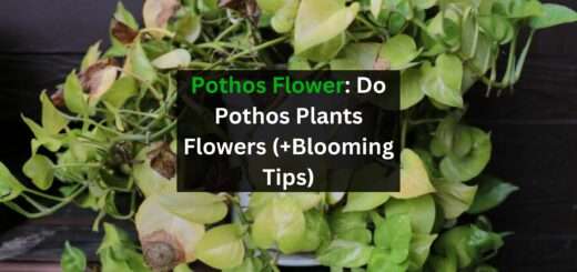 Pothos Flower: Do Pothos Plants Flowers (+Blooming Tips)